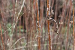 CurlyLeaf